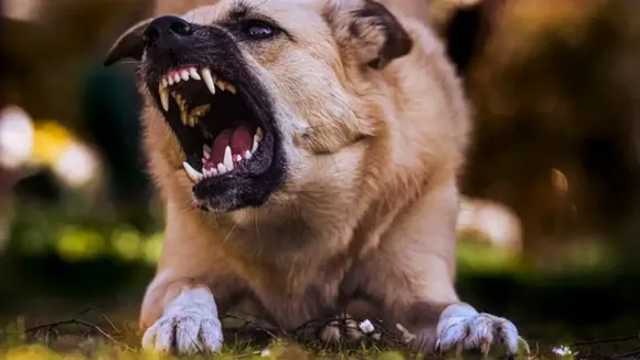 Punjab anti rabies vaccination