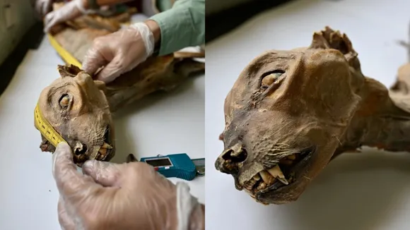 Mummified Cheetah