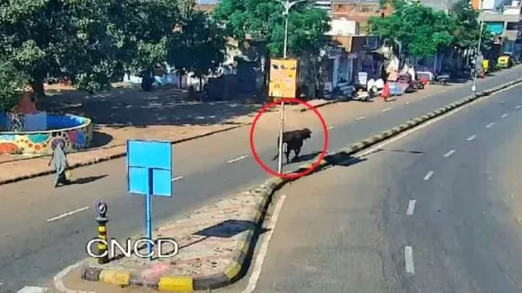 Gujarat Govt Takes Big Step Towards Smart Gujarat AI to Tackle Stray Cows