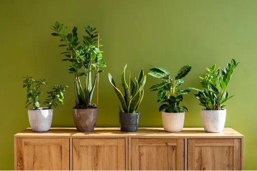 Artificial Plants For Home