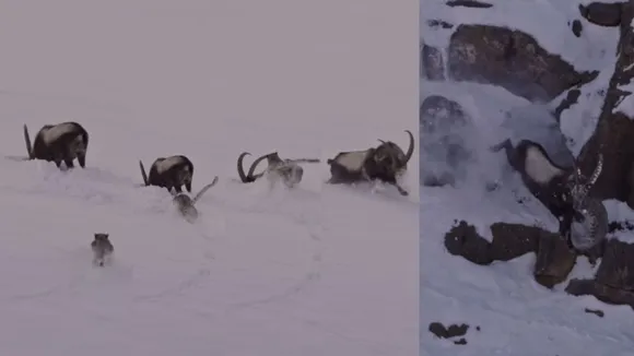 Kibber Snow Leopard and Ibex Fight Viral Video