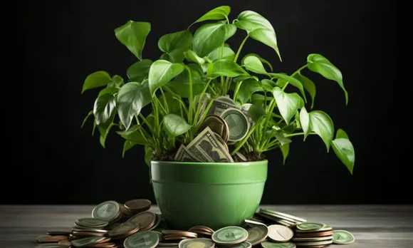 money plant vastu tips