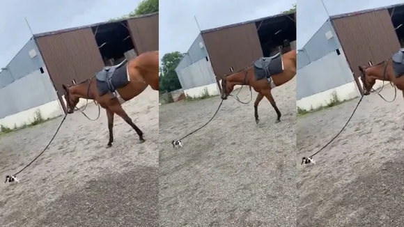 horse viral video