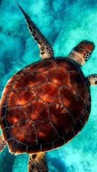 turtle 