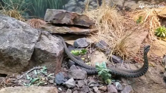 viral snake 