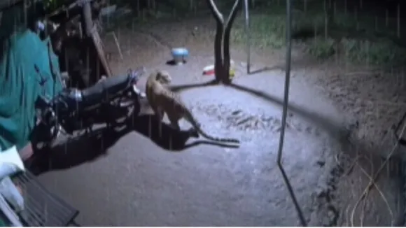 viral leopard video