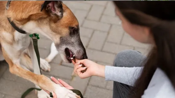 bitten by dogs 2