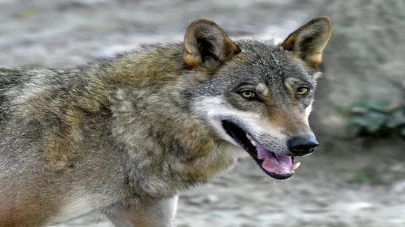 bihar wolf
