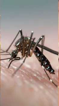 How To Get Rid Of Mosquitoes 1