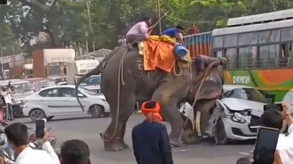 Bihar elephant