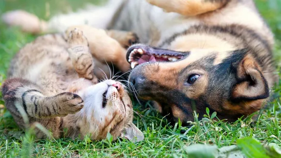 dog cat rebig