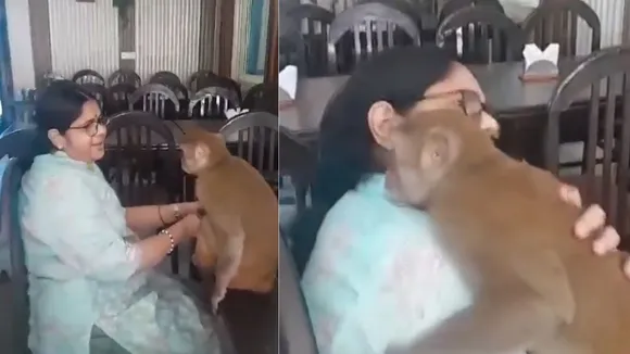 viral Monkey video