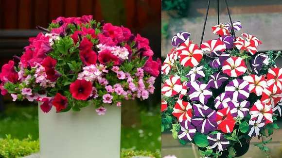 Home Gardening 