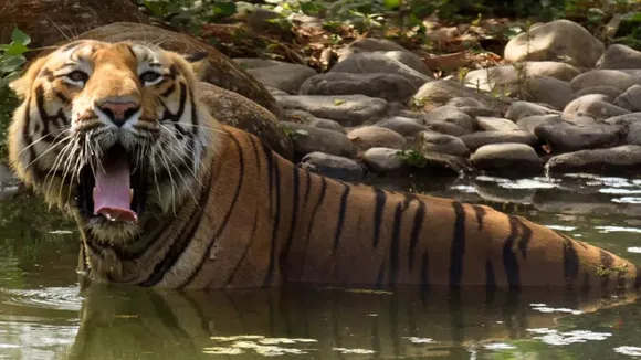 Tiger terror in Lakhimpur Kheri