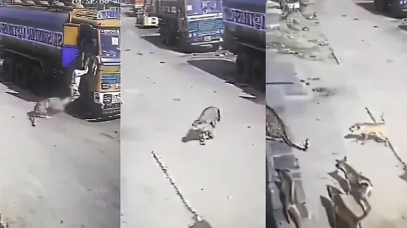 Wildlife viral video