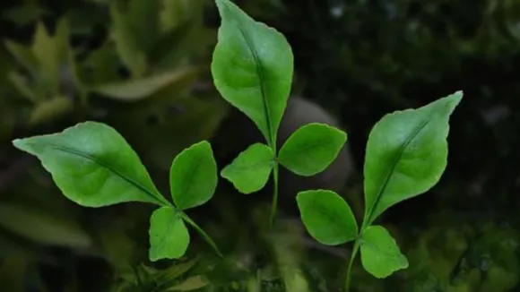 bel patra leaf