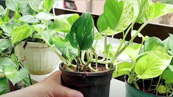 Money Plant 3 (1)