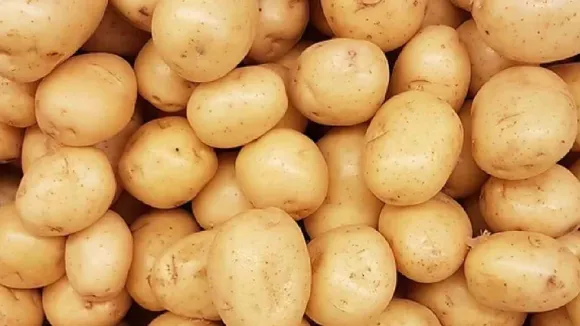 aloo price