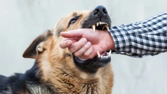 Dog Bite