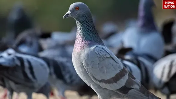 कबूतर