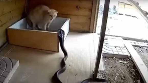 cat snake fight video