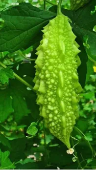 karela 
