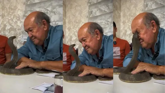 snake attack video