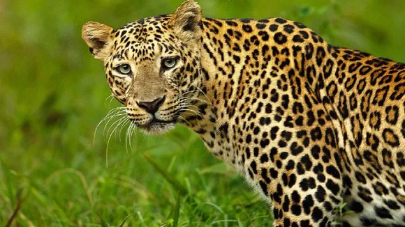 Leopard Attack