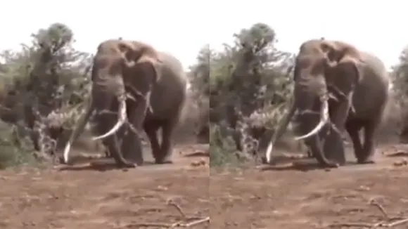 big elephants