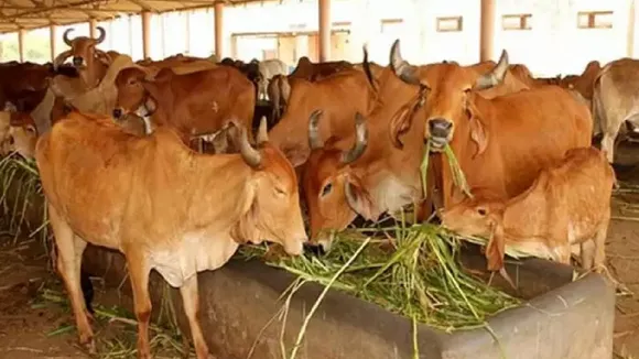 cow photo