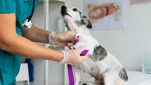 veterinary science animal nhusbandry course