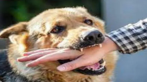 anti rabies