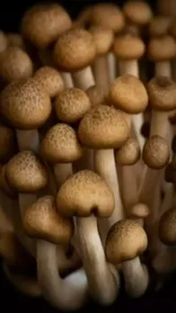 mashroom
