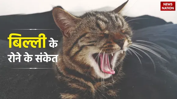 Crying Cat Mean in Hinduism