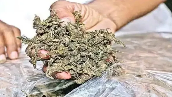 ganja 1