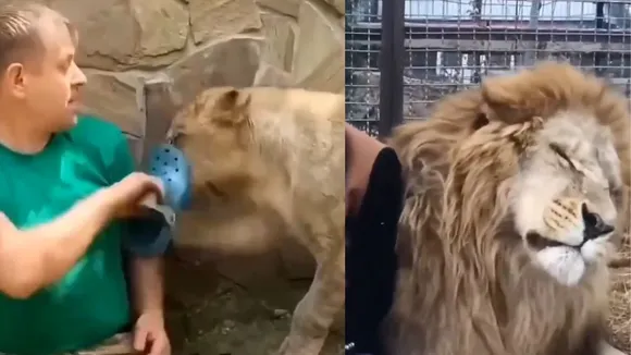 WILDLIFE VIDEO LION
