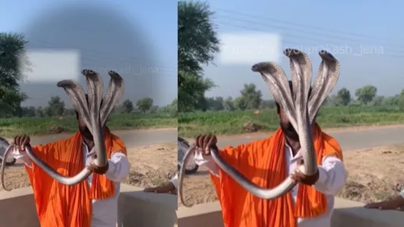 sanp ka video
