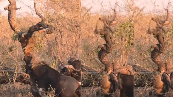 wildlife video