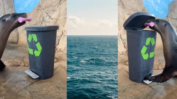 clean sea viral video