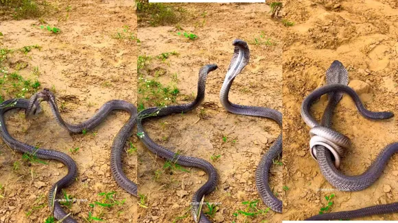SNAKE NEWS