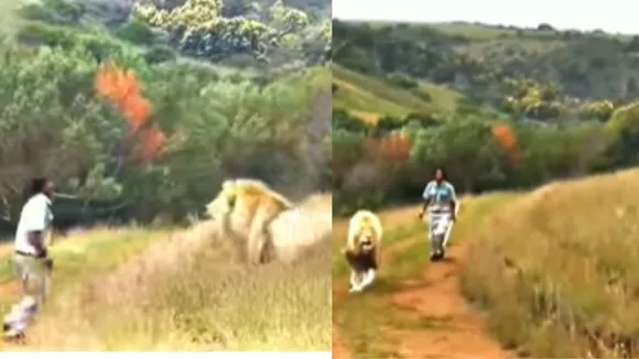 wildlife video