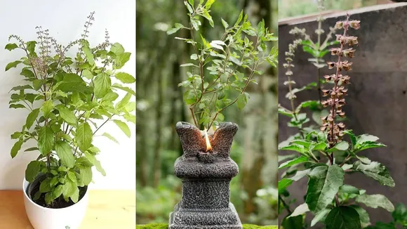 tulsi...