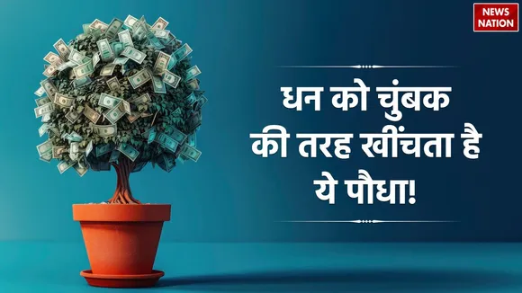 Money Attracting Plant