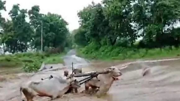 bullock cart