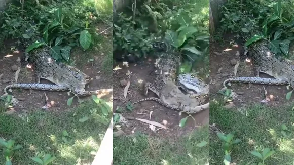wildlife video video viral