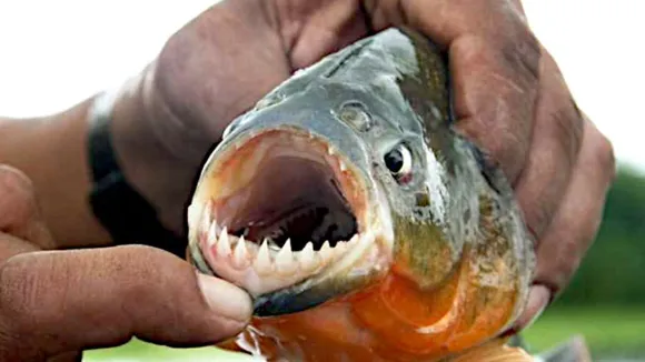Fish Like Human Teeth: 