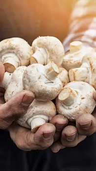 mashroom
