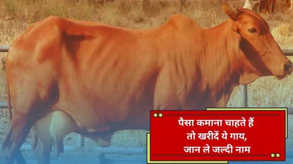 Red Sindhi Cow Milk