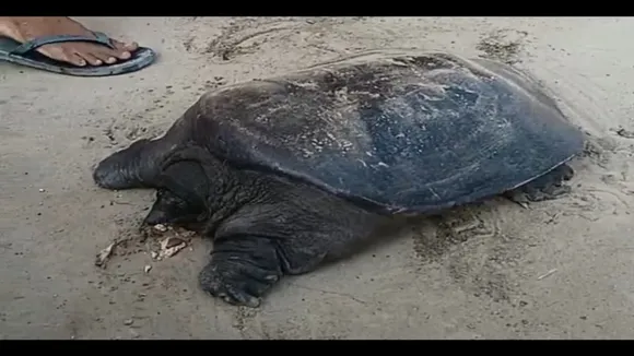 rare species turtle