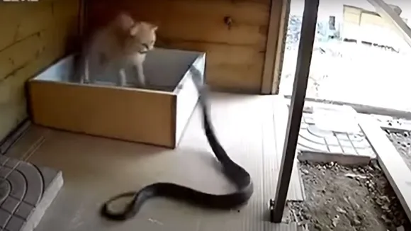 viral video